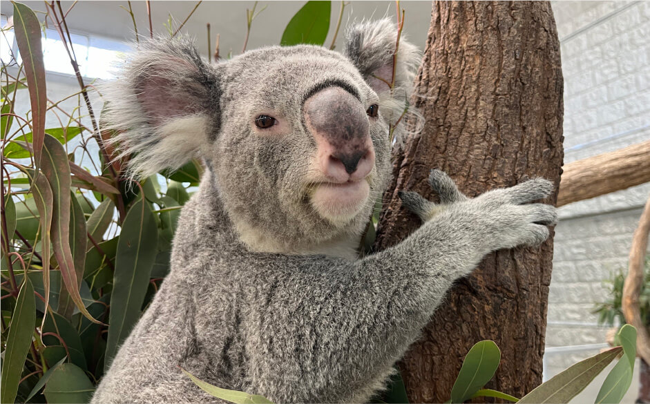 コアラ(北方系)