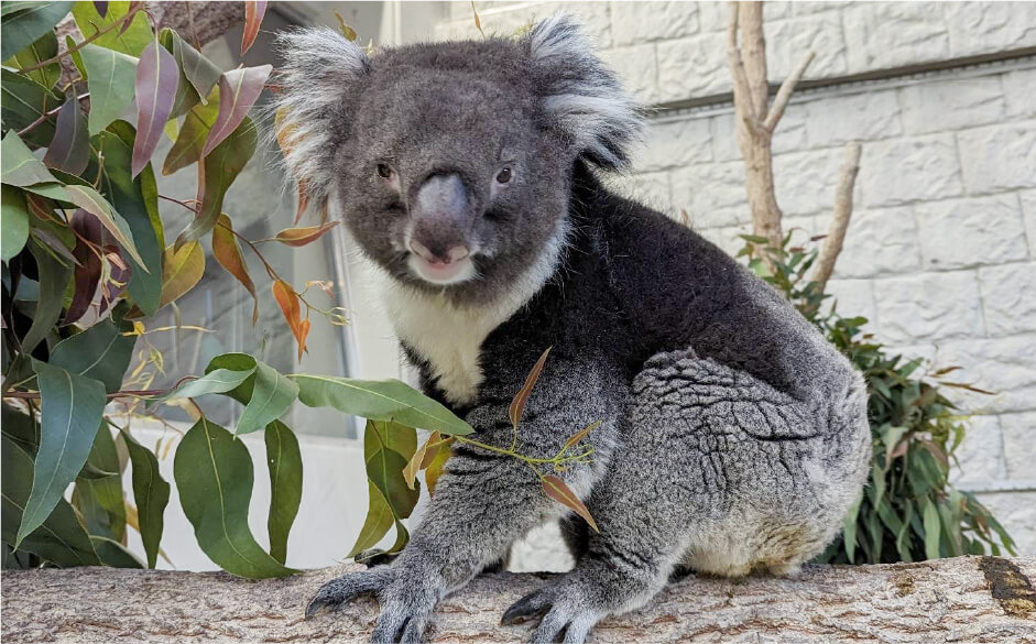 コアラ(南方系)