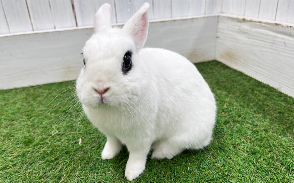 ドワーフ・ホト