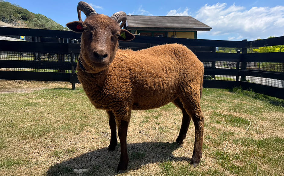 マンクスロフタン