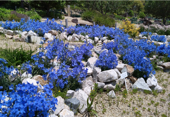 ロックガーデン